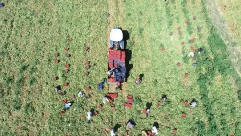 Torbalı Ovası'nda yeraltı suları çekiliyor: 