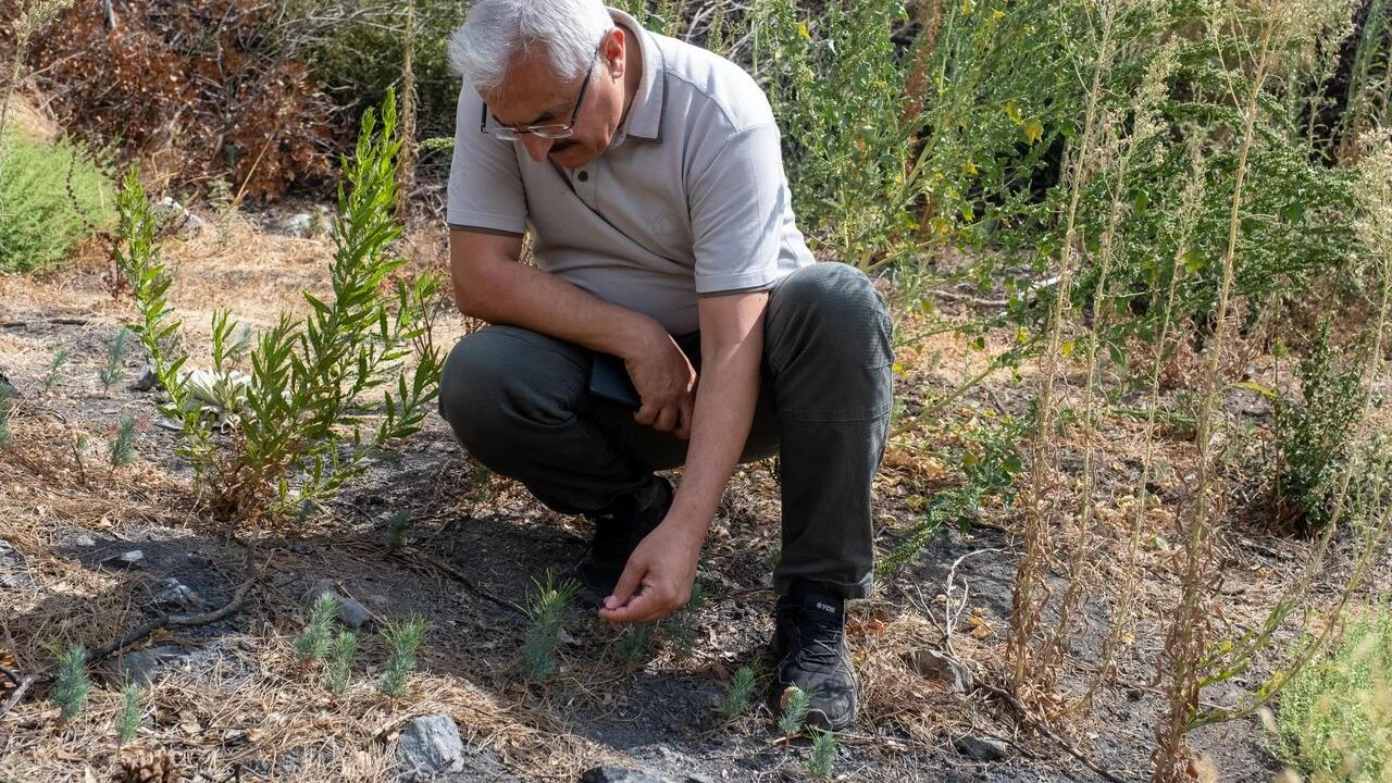Yamanlar Binlerce fidan ve toprakla buluştu