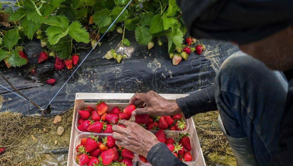 Çileklerin boyutu XL oldu: İklim değişikliği meyveleri vurdu