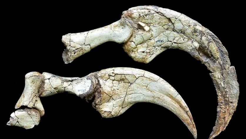 Gobi'de dinozor sürprizi: İki parmaklı yeni tür keşfedildi