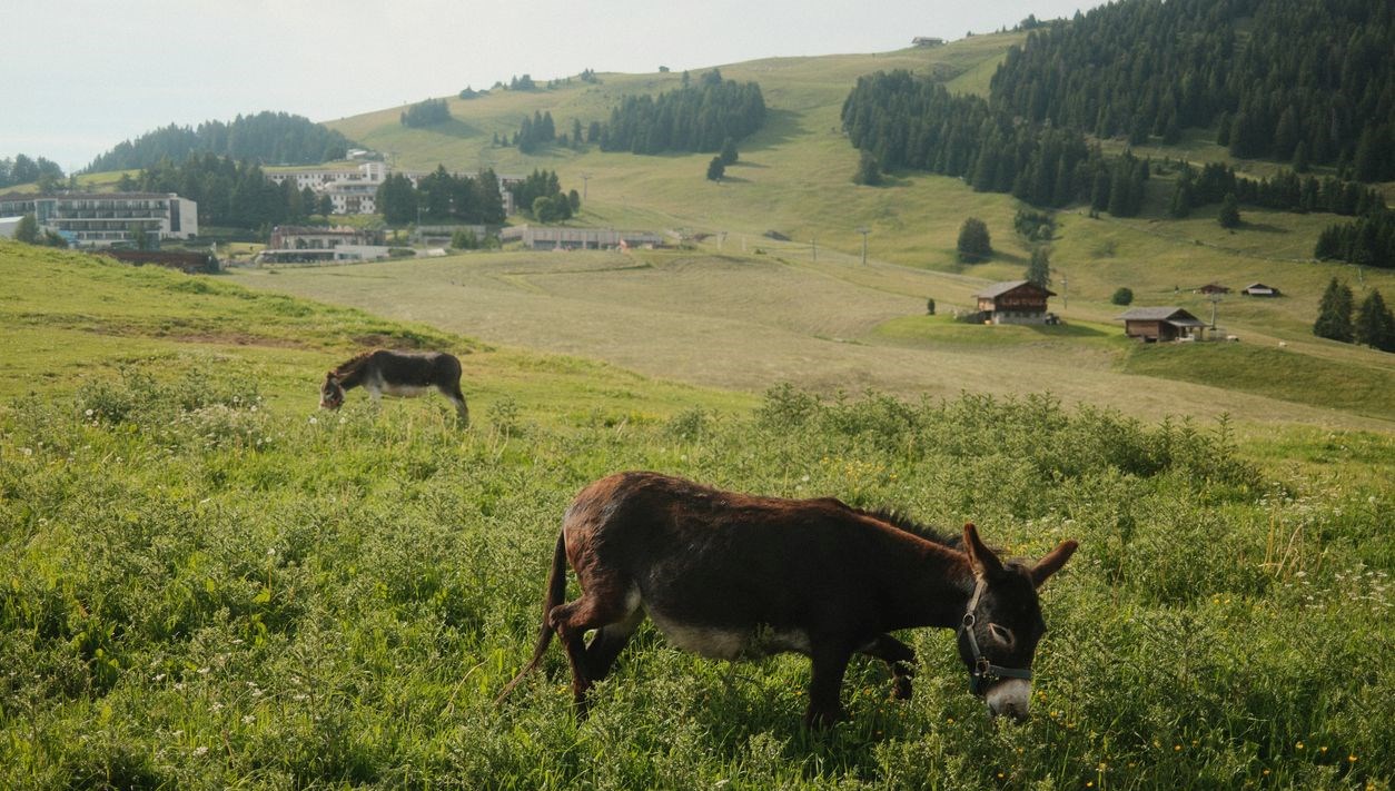 KKTC'de infial yaratan olay: 14 yaban eşeği öldürüldü!
