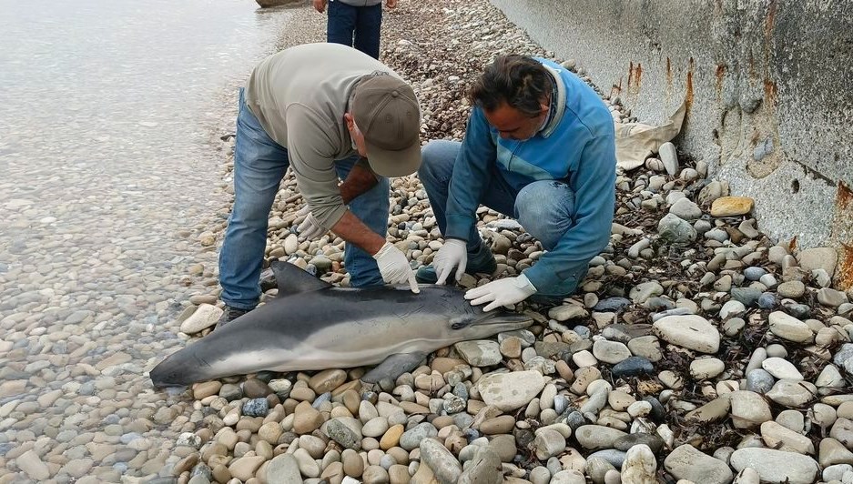Kuşadası sahilinde ölü yunus kıyıya vurdu